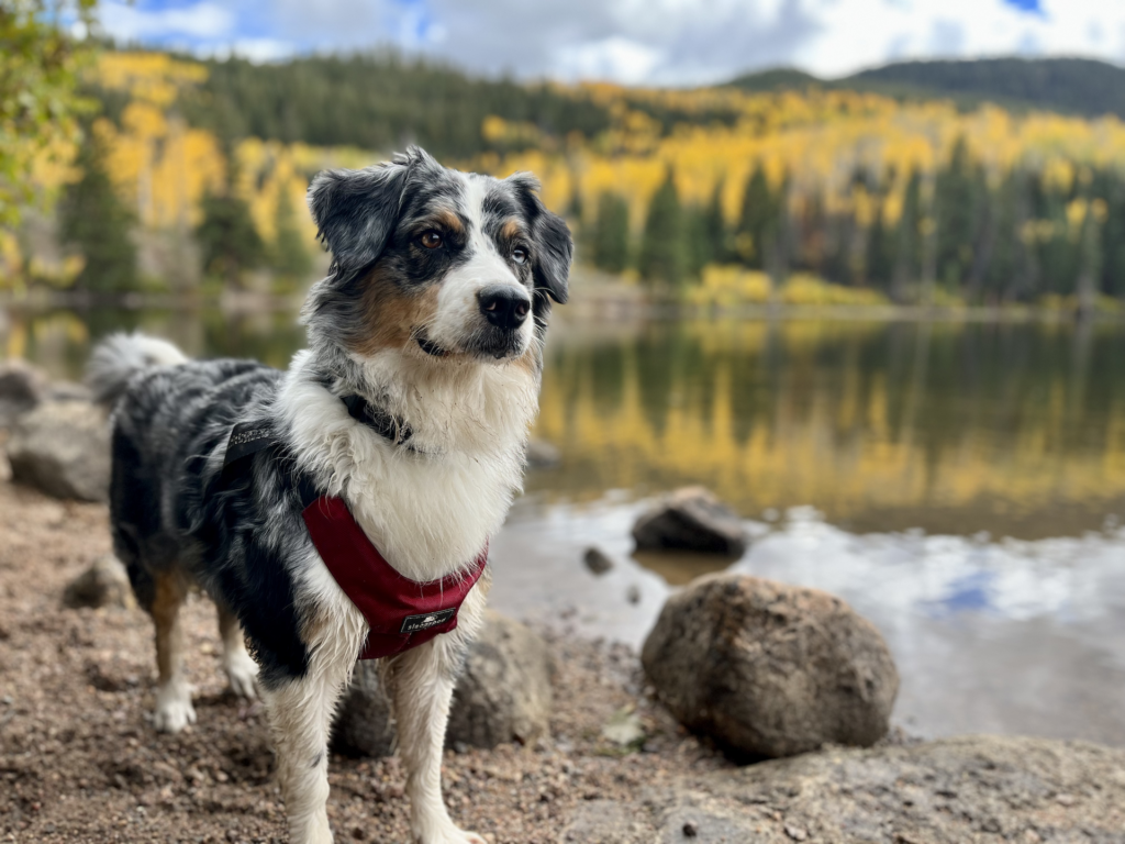 Litters Harmony 1024x768 1