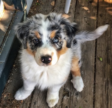 harmony as a puppy harmony as a puppy