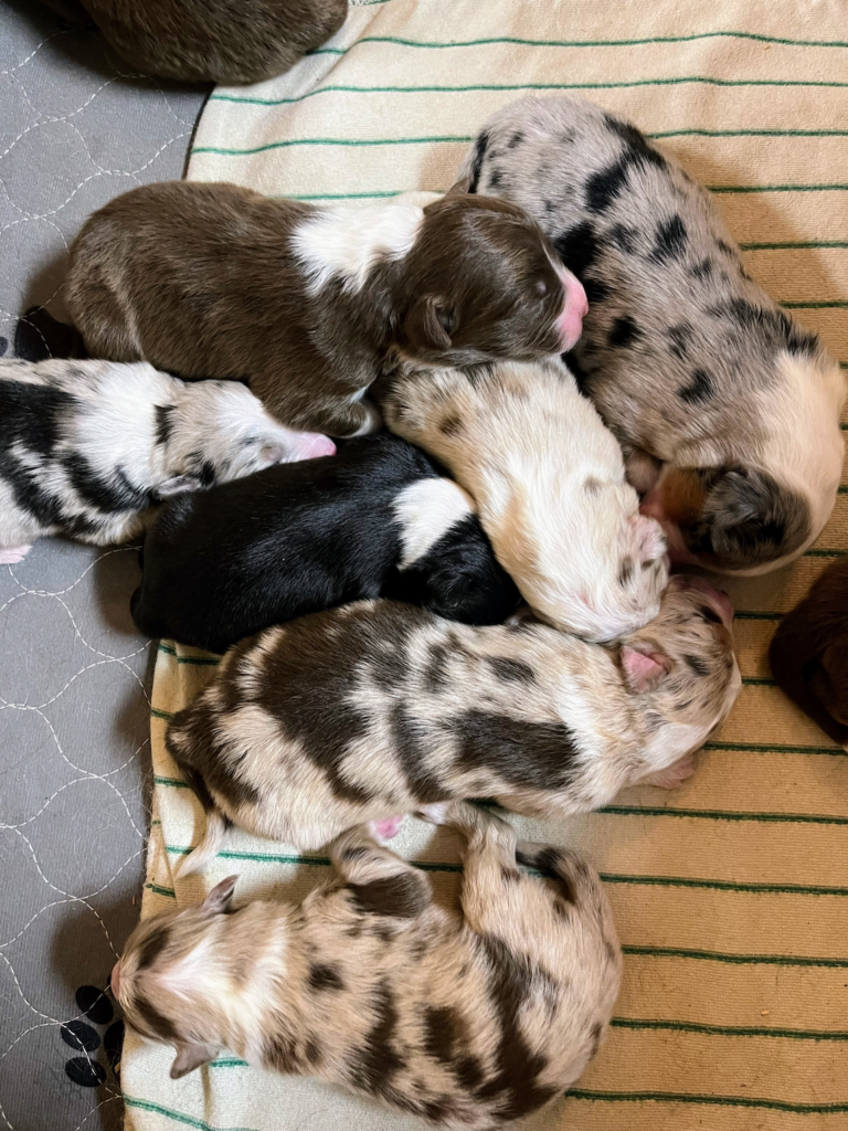 litter dec 10 2025 litter dec 10 2025