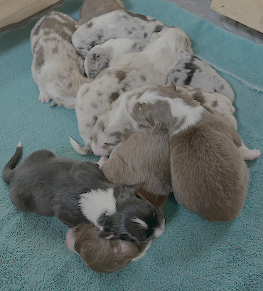 litter born dec 10 2025 litter born dec 10 2025