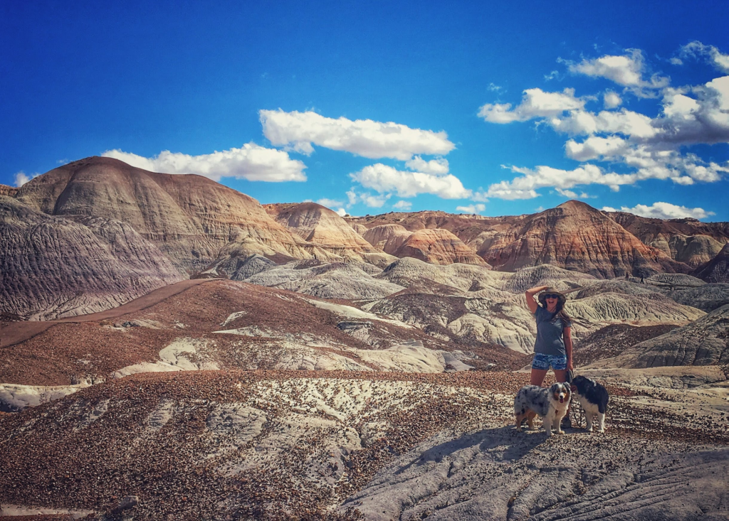 About petrified forest national park