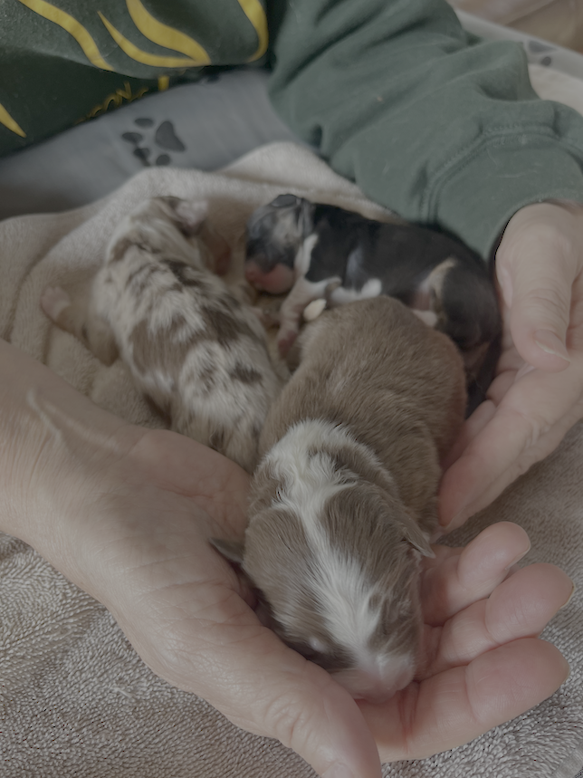 puppies in hand puppies in hand
