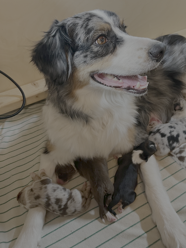 puppies on mom puppies on mom