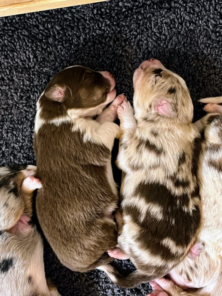 Litters puppy gallery 2