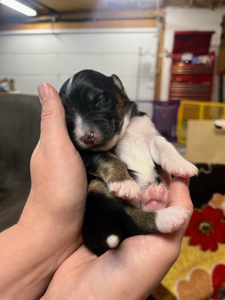 Litters puppy gallery 3