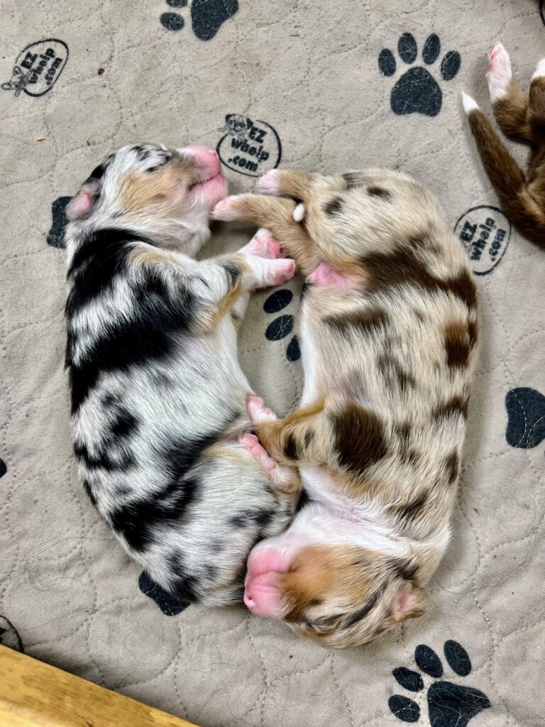 Litters puppy gallery 5