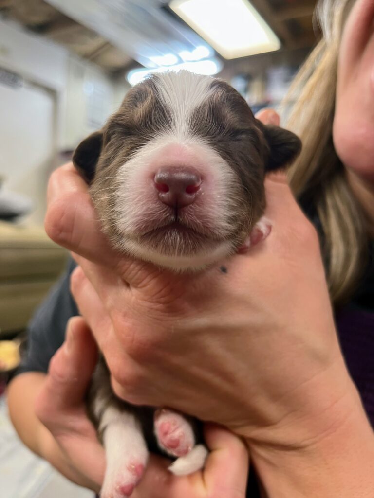 Litters puppy gallery 6