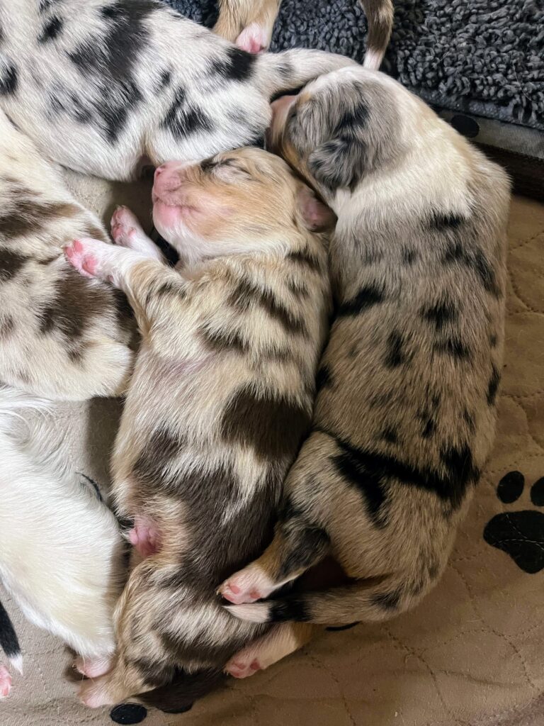 Litters puppy gallery 8