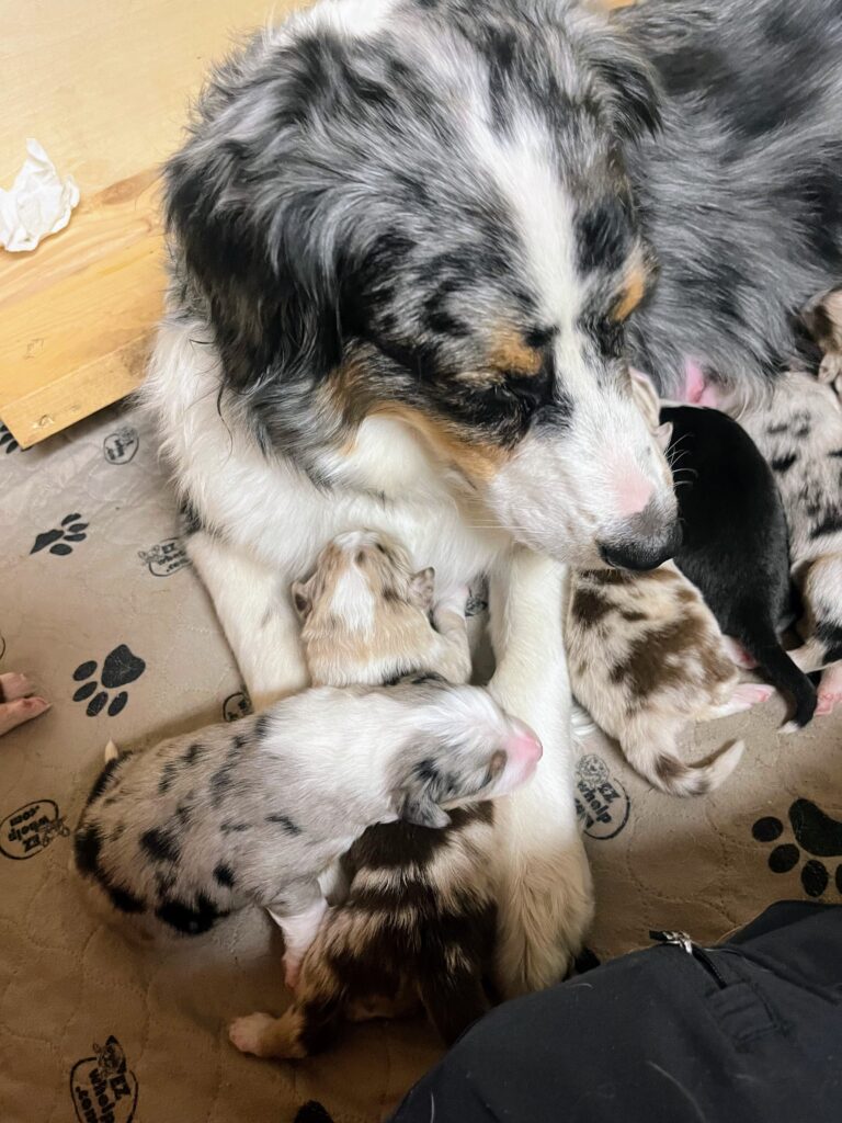 Litters puppy gallery 9