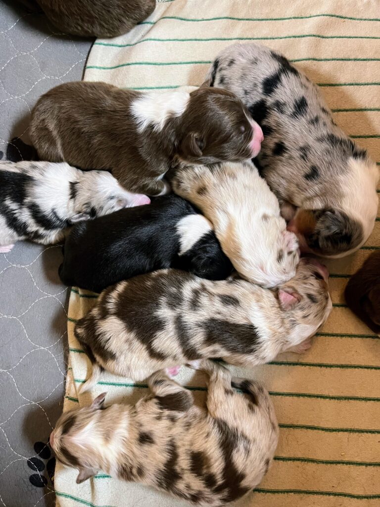 Litters puppy gallery1