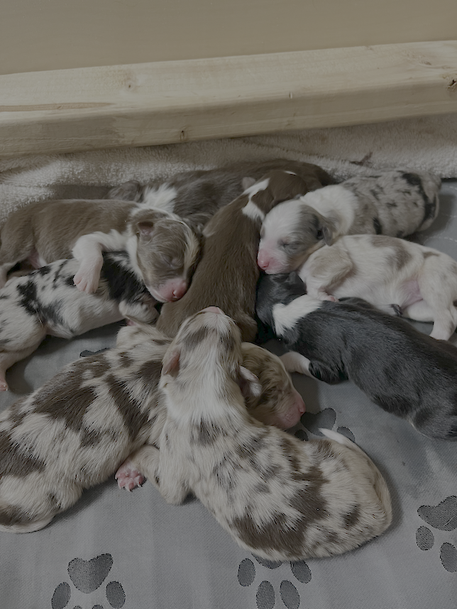 pups in a pile pups in a pile
